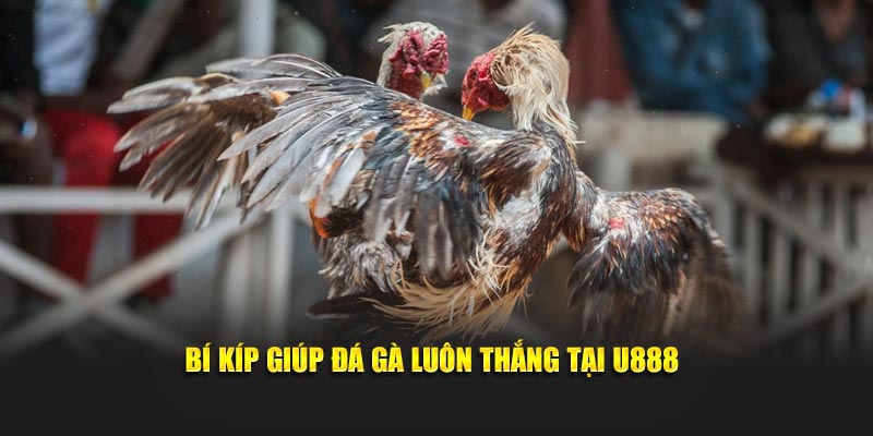 Bí kíp giúp đá gà luôn thắng tại U888