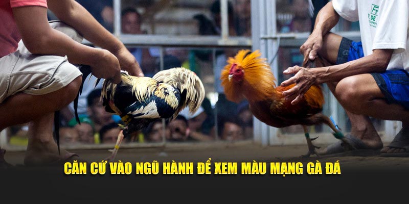 Căn cứ vào ngũ hành để xem màu mạng gà đá