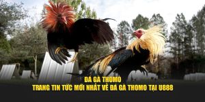 Đá Gà Thomo - Trang Tin tức Mới Nhất Về Đá Gà Thomo Tại U888