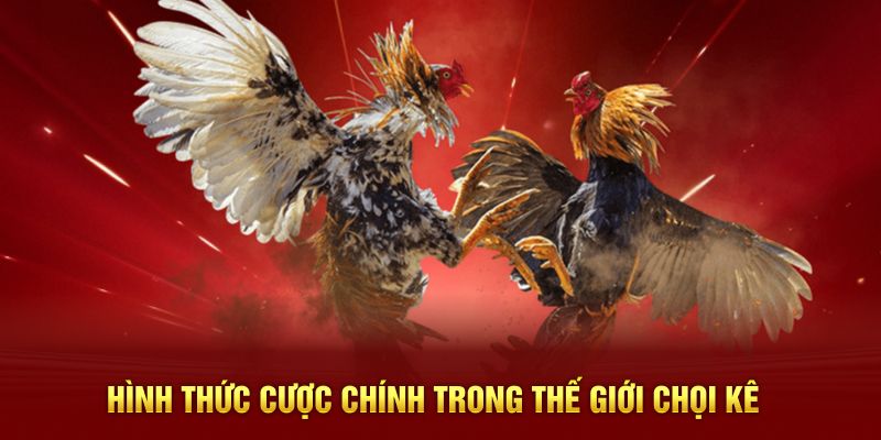 Hình thức cược chính trong thế giới chọi kê