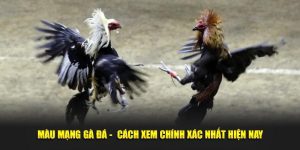 Màu Mạng Gà Đá - Cách Xem Chính Xác Nhất Hiện Nay Tại U888