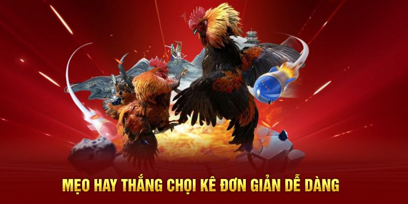 Mẹo hay thắng chọi kê đơn giản dễ dàng 