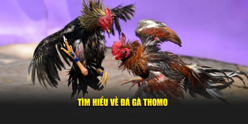 Tìm hiểu về đá gà Thomo