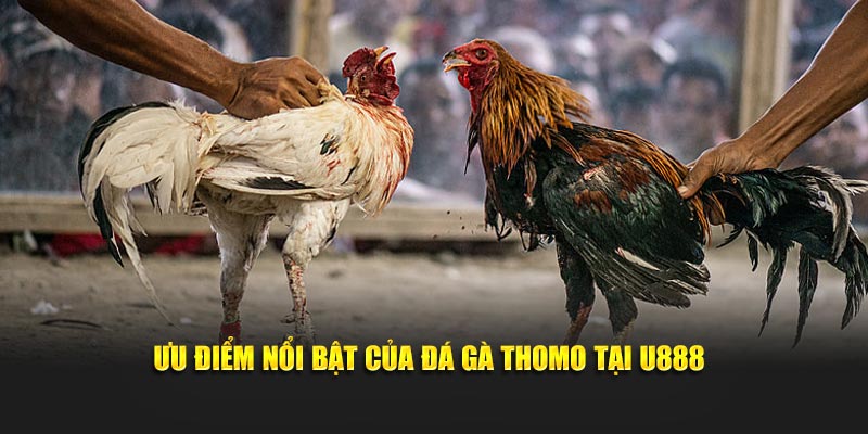 Ưu điểm nổi bật của đá gà Thomo tại U888