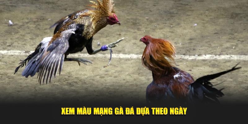 Xem màu mạng gà đá chuẩn khi dựa theo ngày